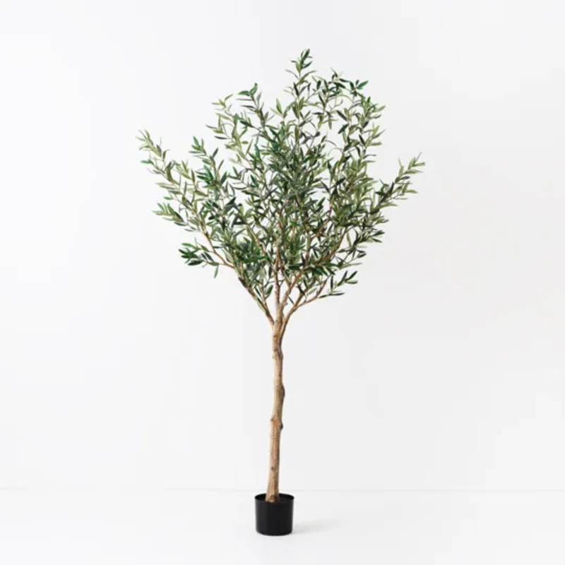Olive Tree 183cm / Grey Green