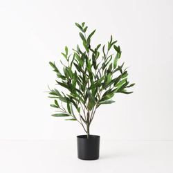 Olive Tree 73cm / Green