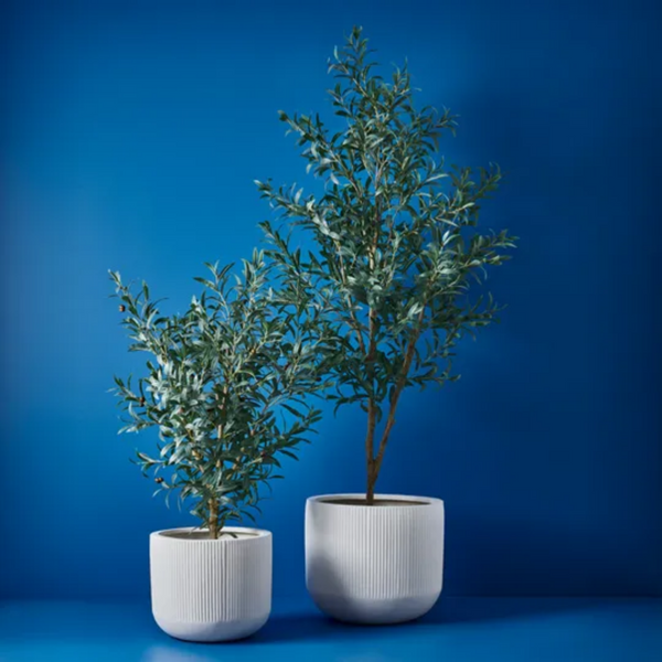 Olive Tree 200cm / Grey