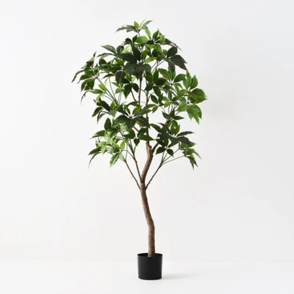 Pachira Aquatica Tree 190cm / Green