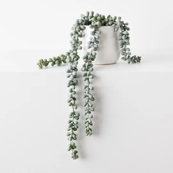 String of Pearls in Pot 45cm / Grey Green