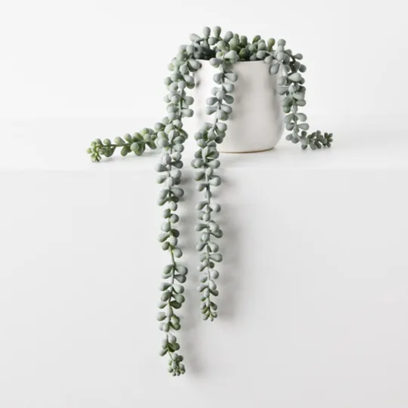 String of Pearls in Pot 45cm / Grey Green
