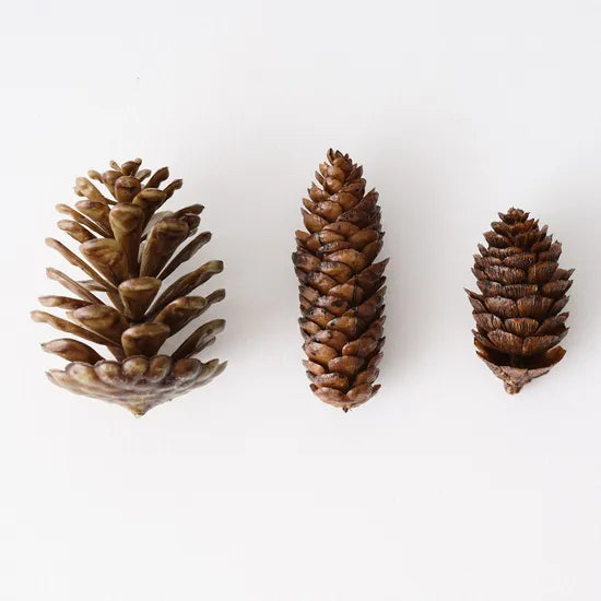 Pine Cone Mix in Box / Brown