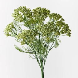 Queen Annes Lace Bush 42cm / Green