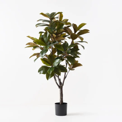 Rubber Tree 160cm / Green