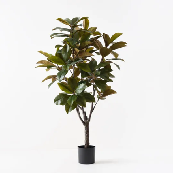 Rubber Tree 160cm / Green