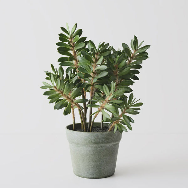 Alhagi Plant 40cm / Green