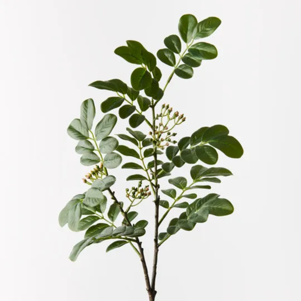 Cassia Seed Spray / Green Grey