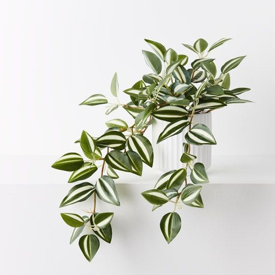 Wandering Jew Hanging Bush in Pot / Green White