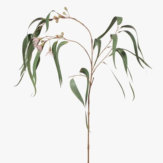 Eucalyptus Flowering Long Leaf