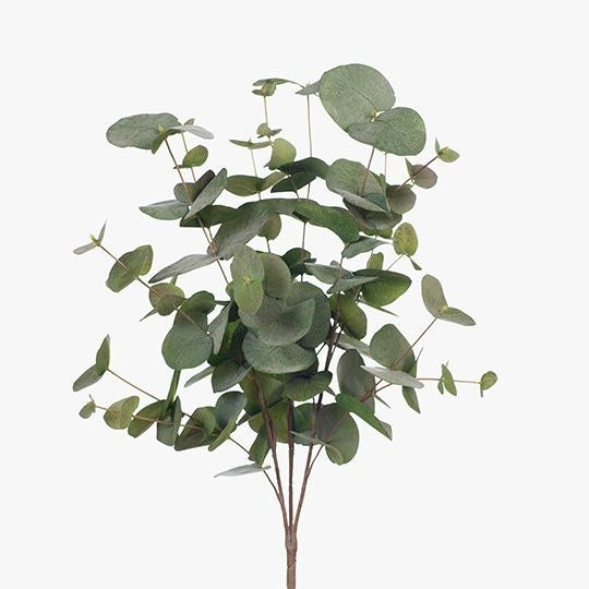 Eucalyptus Silver Dollar Bush / Green Grey 55cm