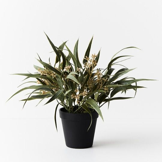 Eucalyptus Seed Bush / Grey Green 30cm