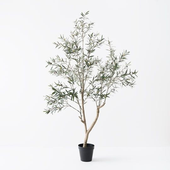 Olive Tree 213cm / Grey Green