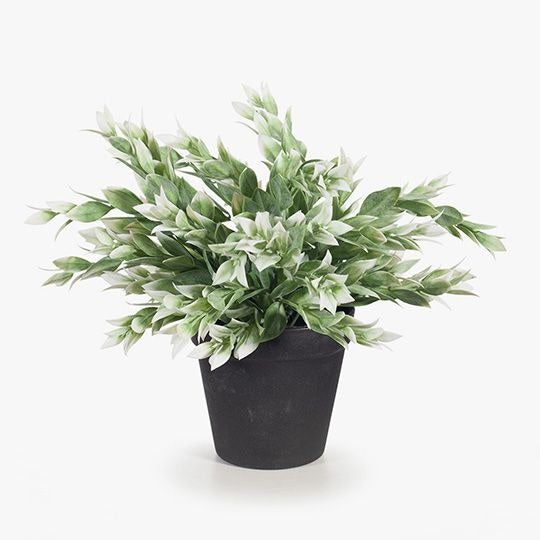 Ruscus Bush in Pot
