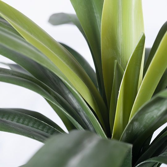 Yucca Plant Green 46 x 60cm