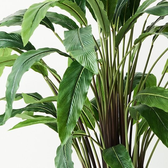 Calathea Plant / Green