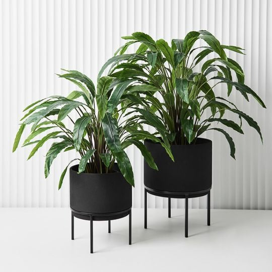 Calathea Plant / Green