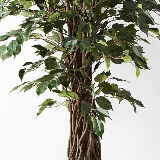 Ficus Royal Tree 180cm