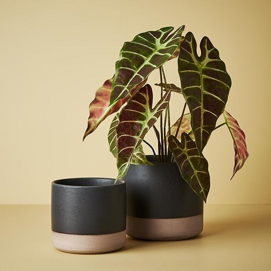Gigna Pot / Black Blue