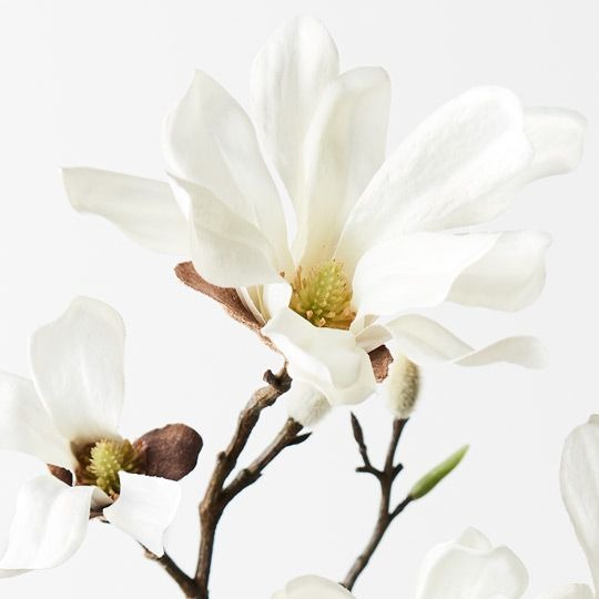 Magnolia Japanese Spray / White