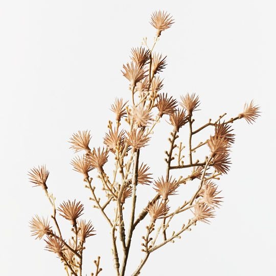 Stirlingia Spray / Brown