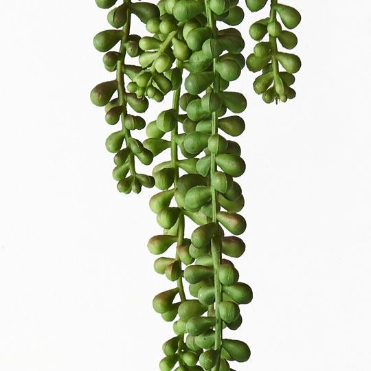 String of Pearls Hanging Bush / Green