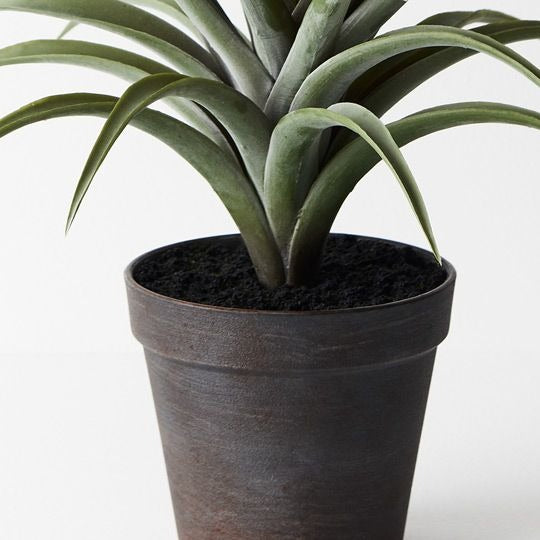 Tilandsia in Pot