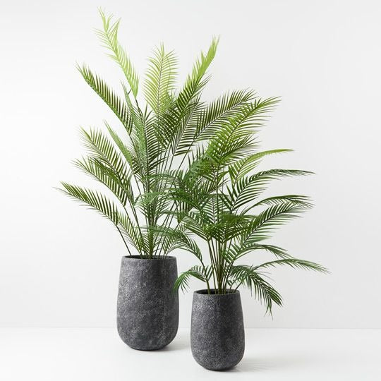Parlour Palm 181cm
