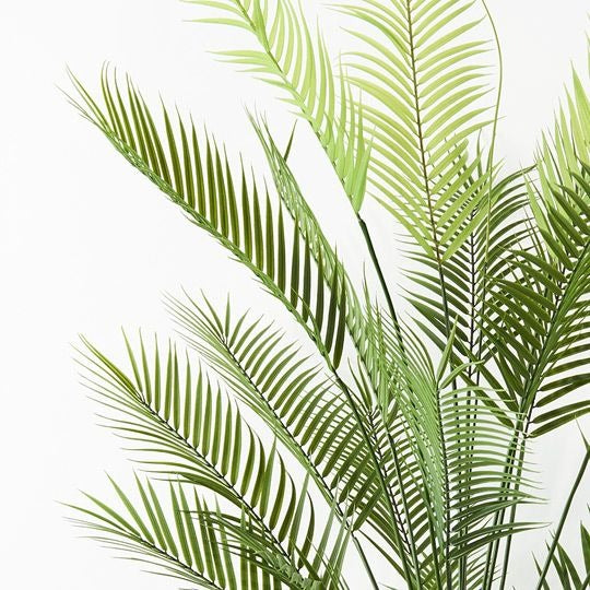 Parlour Palm 181cm