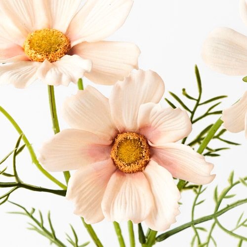 Cosmos Spray / Apricot White