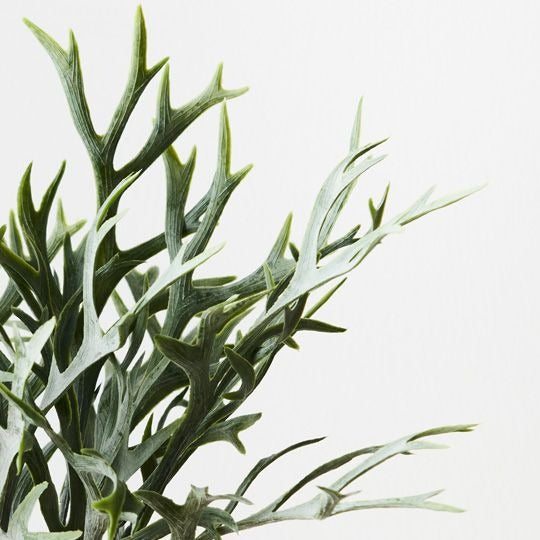 Fern Staghorn Bush 36cm / Green Grey
