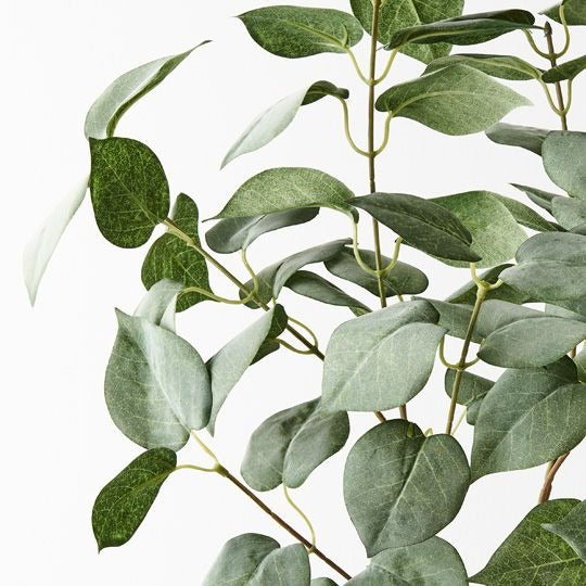 Lilac Leaf Bush 75xm / Grey Green