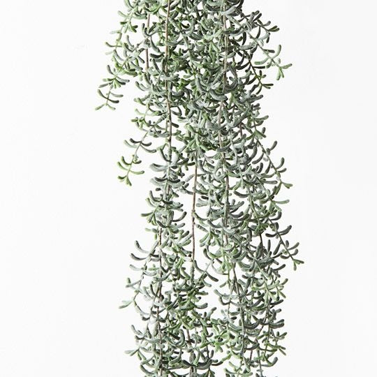Senecio Hanging Bush 105cm / Green Grey