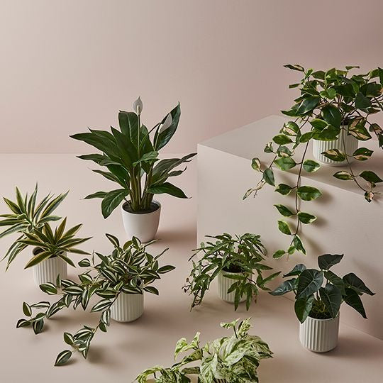 Wandering Jew Hanging Bush in Pot / Green White