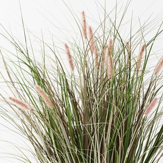 Foxtail Grass Plant / Mauve Green