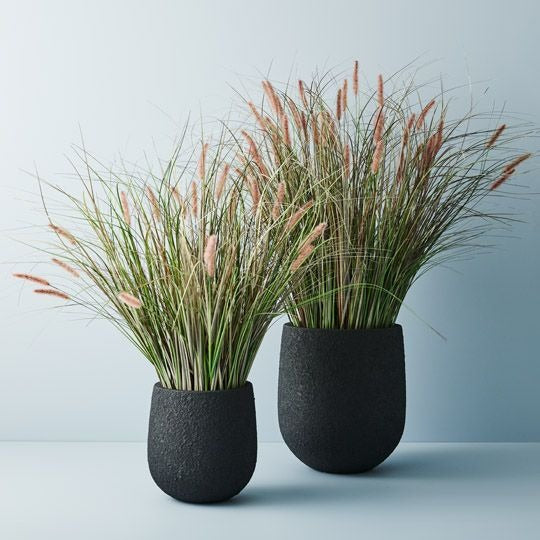 Foxtail Grass Plant / Mauve Green