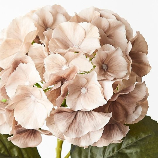 Hydrangea 52cm / Coffee