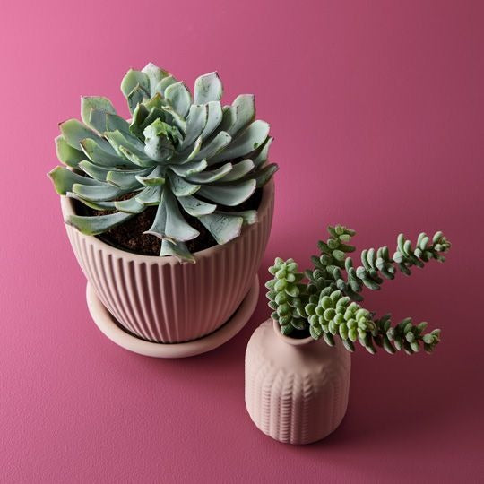 Succulent in Pot 20 x 16cm / Green +Mauve