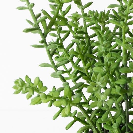 Sedum Plant 25cm / Green