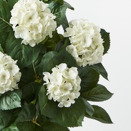 Hydrangea Plant 60cm / White