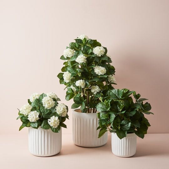 Hydrangea Plant 60cm / White