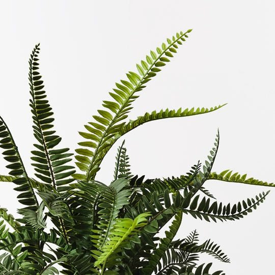 Fern Boston Plant 54cm / Green