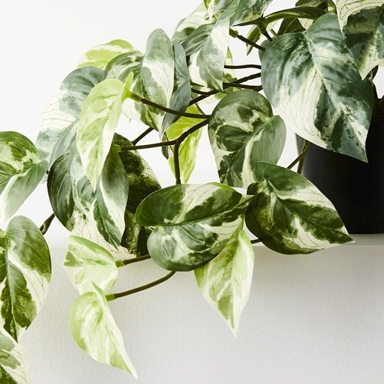 Pothos Hanging Bush in Pot 48cm