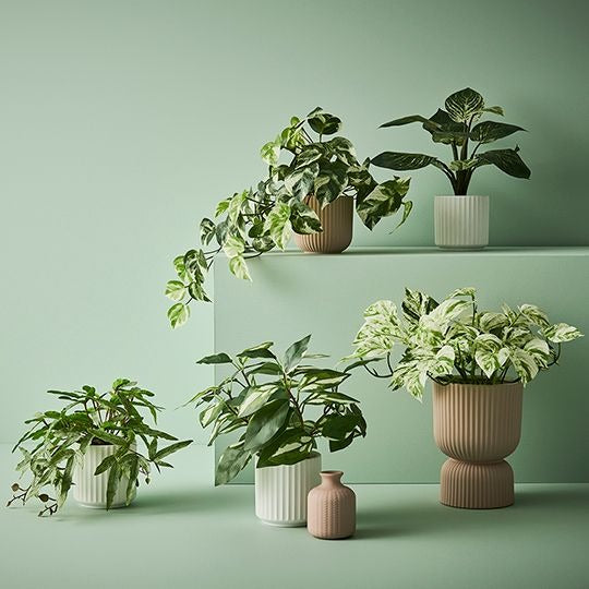 Pothos Hanging Bush in Pot 48cm