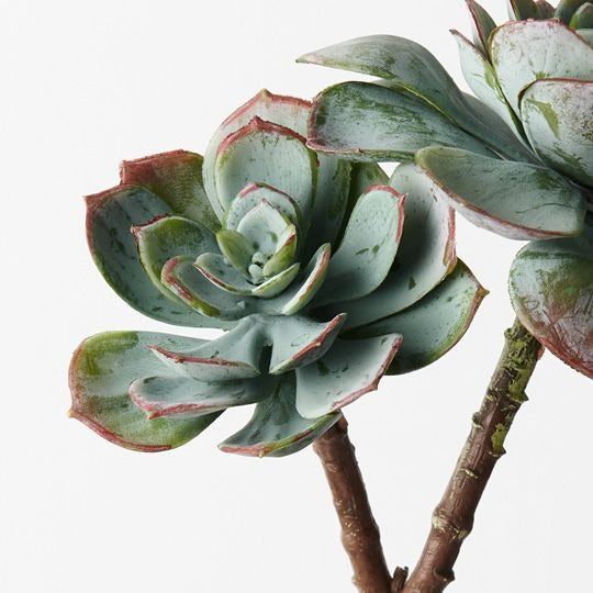 Echeveria 2 25cm / Grey Green
