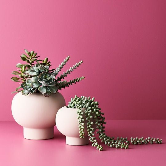 Echeveria 2 25cm / Grey Green