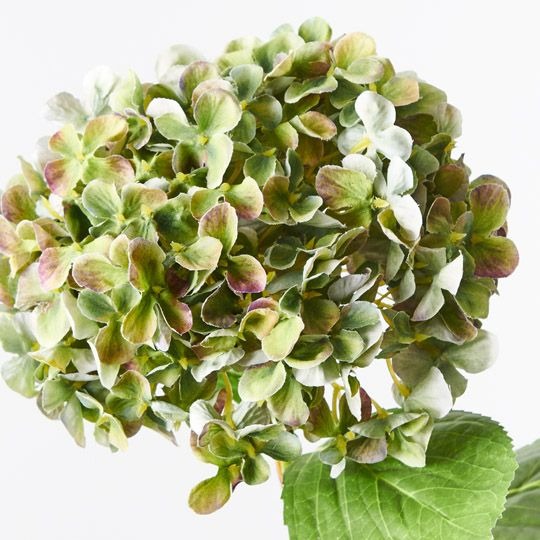 Hydrangea 68cm / Green Purple