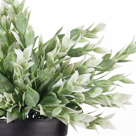 Ruscus Bush in Pot