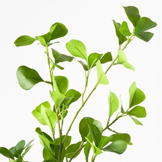 Ficus Triangle Spray 112cm / Green