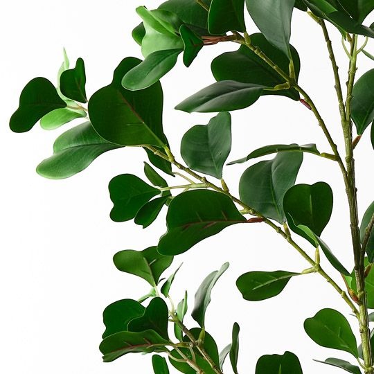 Ficus Triangle Spray 122cm / Green